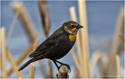 K3314233-Yellow-Headed Blackbird-female.jpg