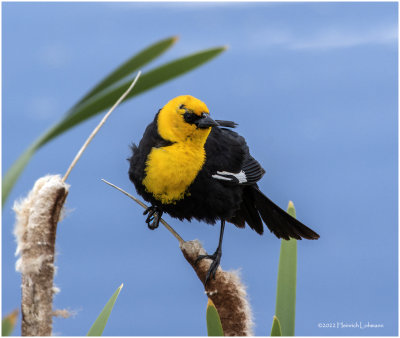 K3314240-Yellow-Headed Blackbird-male.jpg
