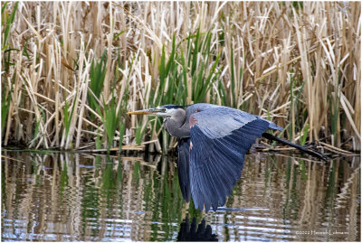 K4228424-Great Blue Heron.jpg