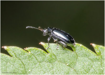 K7003127-Unudentified tiny beetle.jpg