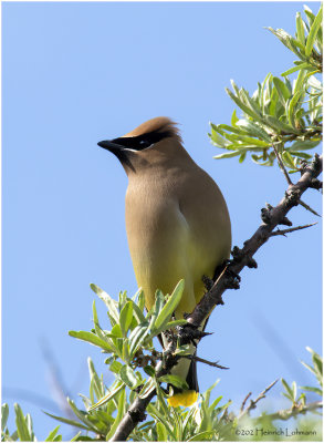 K3314389-Bohemian Waxwing.jpg