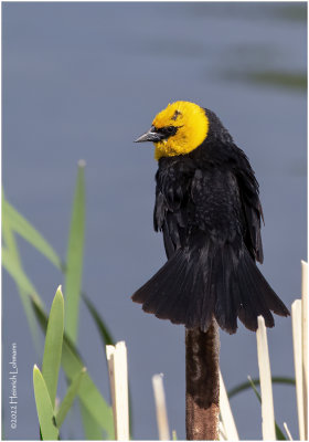 K3314416-Yellow-Headed Blackbird-male.jpg