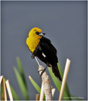 K4228514-Yellow-Headed Blackbird-male.jpg