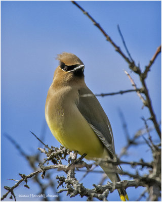 K4228460-Bohemian Waxwing.jpg