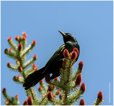 K7003267-Common Grackle-bronced.jpg