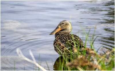 K4228566-Northern Shoveler-female.jpg