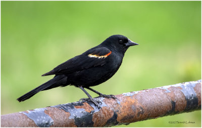 K4228590-Red-Winged Blackbird-male.jpg
