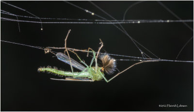 K7003572-Midget caught in Spider Web.jpg