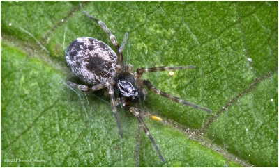 K7003822-Tiny Spider.jpg