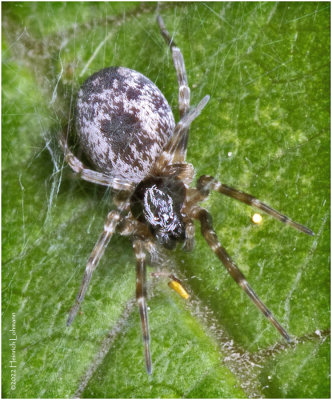 K7003828-Tiny Spider.jpg