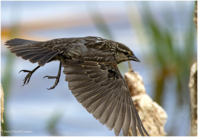 K3314531-Frd-Winged Blackbird-female.jpg