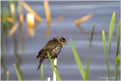 K3314544-Red-Winged Blackbird-female.jpg