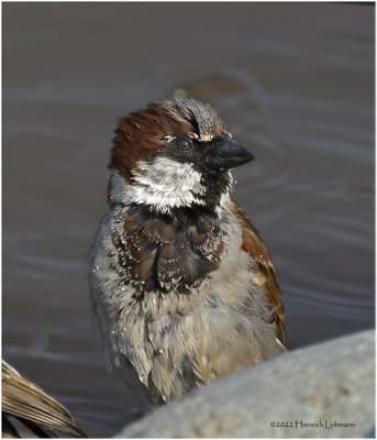 K3314612-House Sparrow-male.jpg