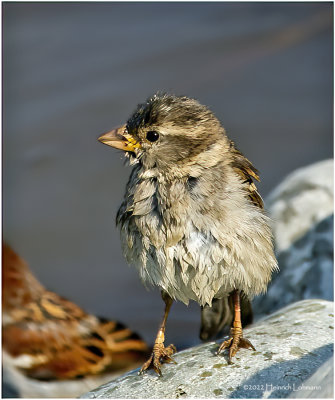 K3314630-House Sparrow-female.jpg