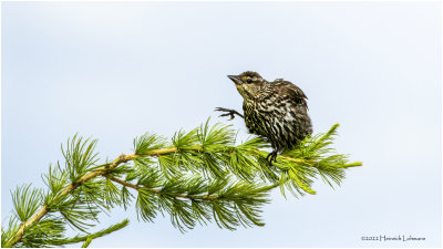 K3314736-Red-Winged Blackbird-female.jpg