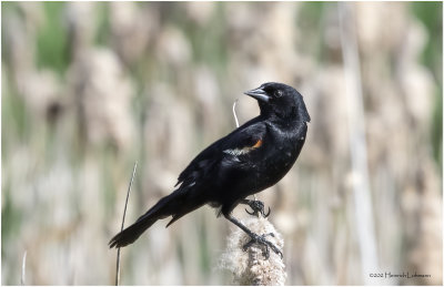 K4228678-Red-Winged Blackbird-male.jpg