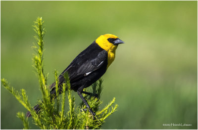 K4228813-Yellow-Headed Blackbird-male.jpg