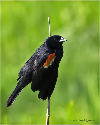 K4228882-Red-Winged Blackbird-male.jpg