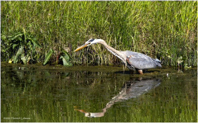 K3314777-Great Blue Heron.jpg