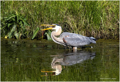 K3314783-Great Blue Heron.jpg