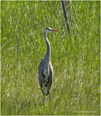 K3314865-Great Blue Heron.jpg