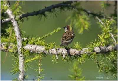 K3314956-House Sparrow-male.jpg