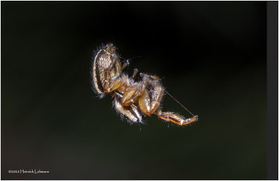 K7003954-Tiny Spider.jpg