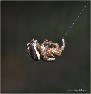 K7003959-Tiny Spider.jpg