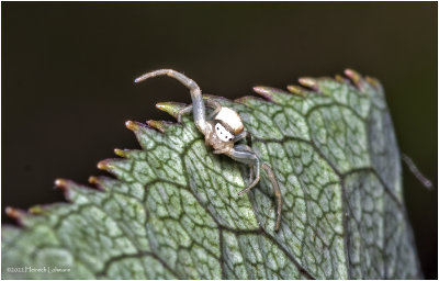 K7003985-Unidentified tiny spider.jpg