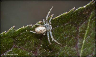 K7003992-Unidentified tiny spider.jpg