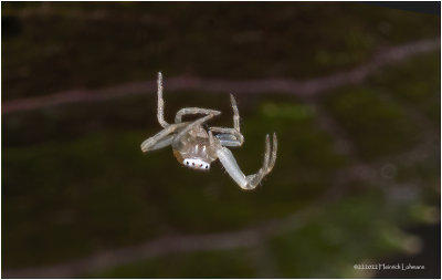 K7003997-Unidentified tiny spider.jpg