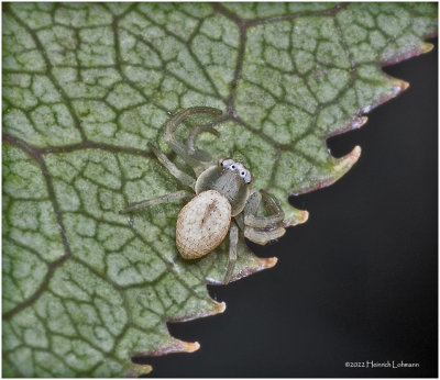 K7004006a-Unidentified tiny spider.jpg