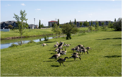 DSC08181-Canada Geese.jpg