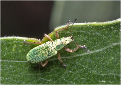 K7004073-Unidentifoed tiny beetle.jpg