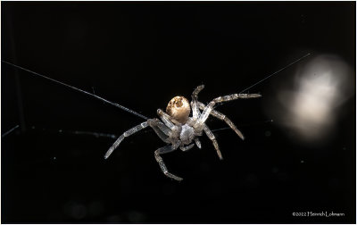 K7004120-Unidentified tiny spider.jpg