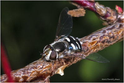 K7004150-Hover Fly.jpg