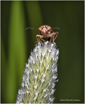 K7004188-Plant Bug.jpg