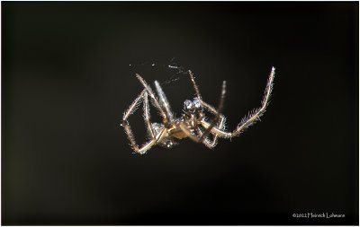 K7004205-Unidentified tiny spider.jpg