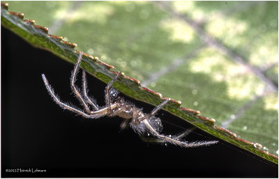 K7004213-Unidentified tiny spider.jpg