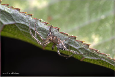K7004215-Unodentofied tiny spider.jpg