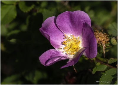 DSC08284-Wild Rose.jpg