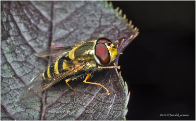 K7004373-American Hover Fly.jpg