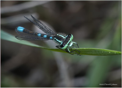 K7004510-Damsel Fly.jpg