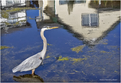 K4229045-Great Blue Heron.jpg