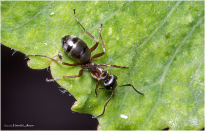 K7004716-small Ant.jpg