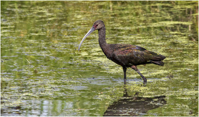 K3315182-Whie-Faced Ibis-juvenile.jpg