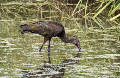 K3315274-White-Faced Ibis-juvenile.jpg