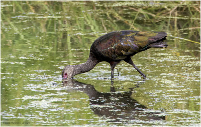 K3315281-White-Faced Ibis-juvenile.jpg