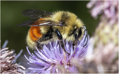 K7004749-Tri-colored Bumble Bee.jpg