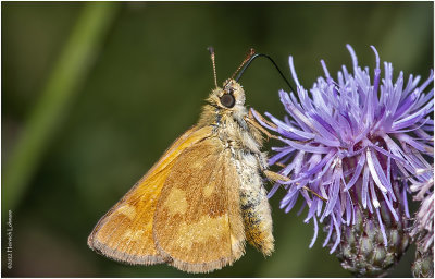 K7004753-unidentified Skipper.jpg